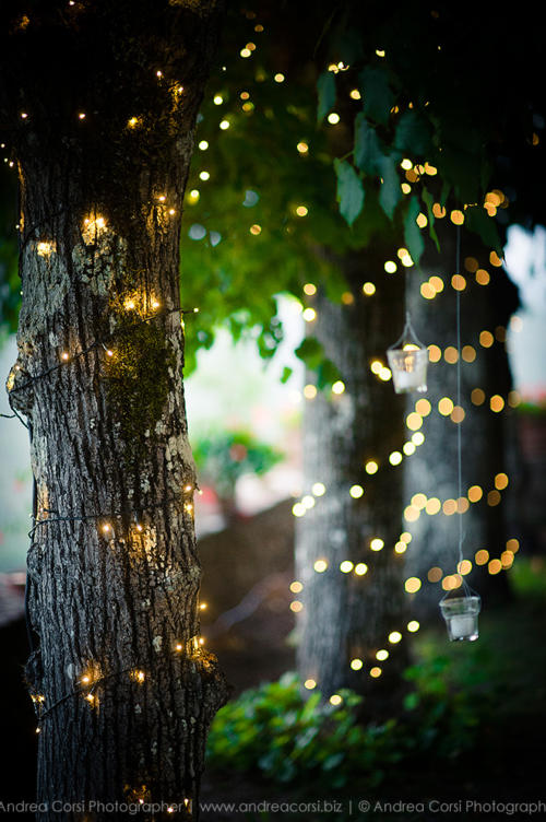 Little Fairy Lights On Trees